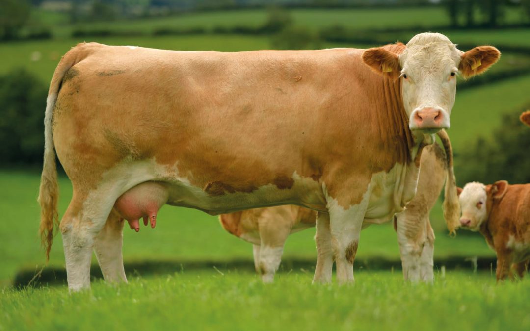 Optimising Cow Mature Weight – How Heavy Is Too Heavy?