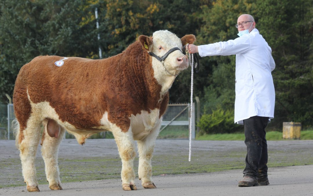 WELLBRAY SIMMENTAL BULL SELLS TO 3,500GNS AT DUNGANNON