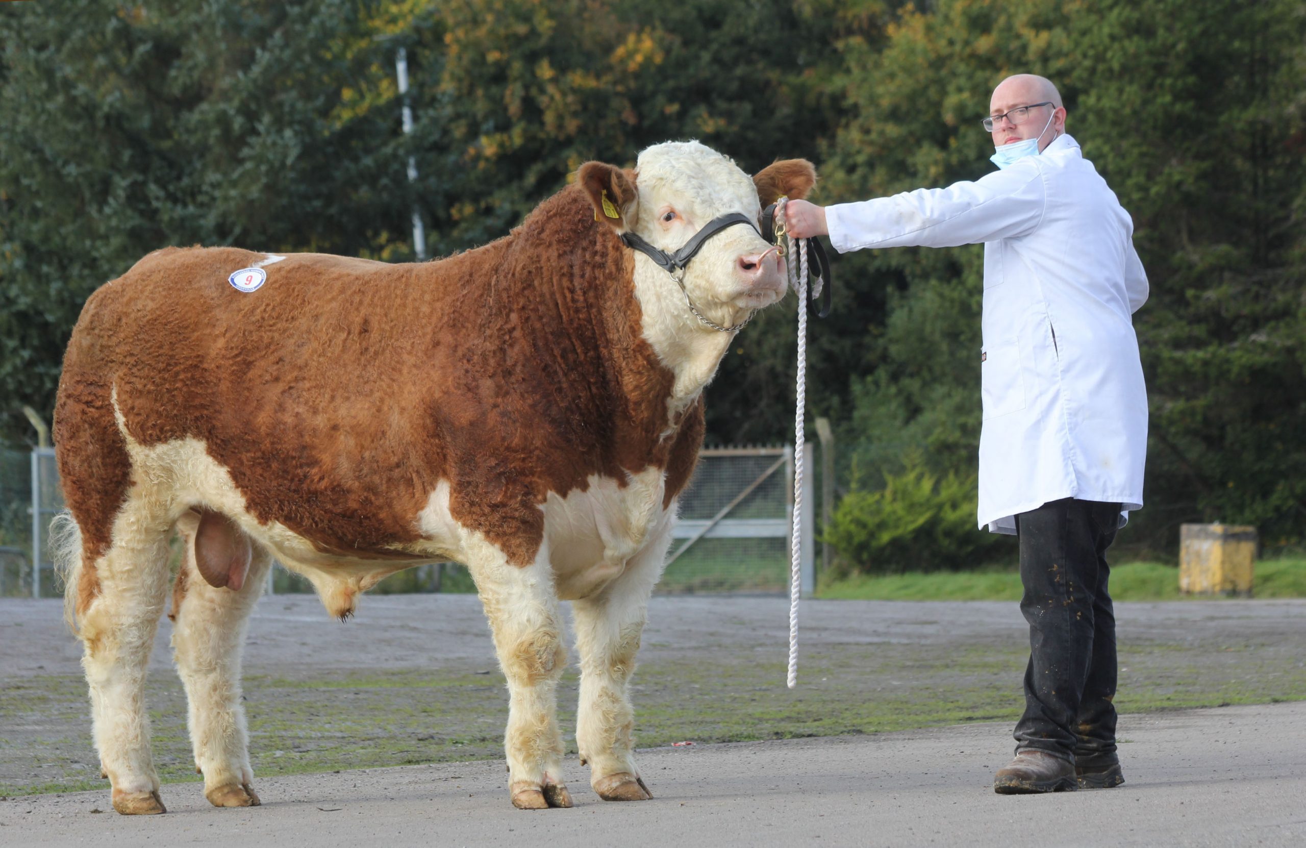 Wellbray Simmental Bull Sells To 3 500gns At Dungannon British Simmental Cattle Society