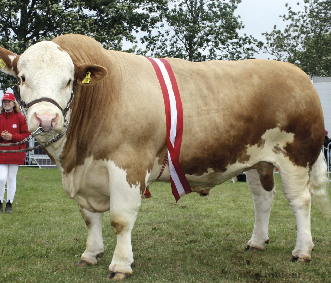Snapshot Profile of Dansk Simmental and the Breed in Denmark - British ...