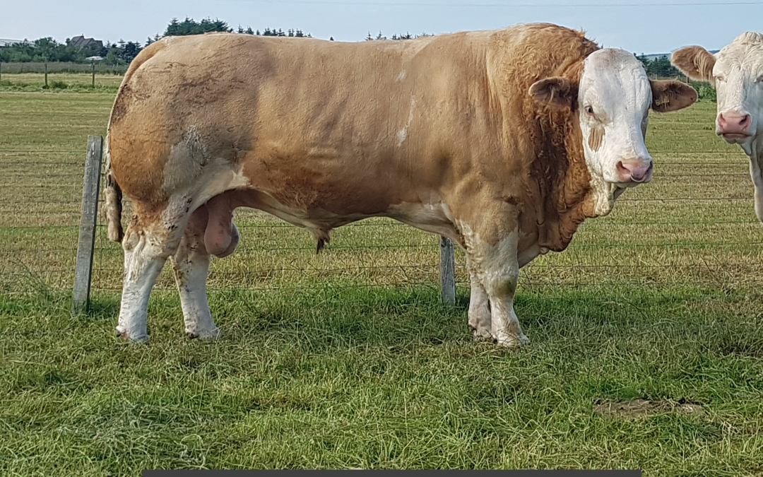 MAVSEY ‘HIT THE ‘JACKPOT’ TO WIN CLASS 8 OF THE 2021 VIRTUAL SIMMENTAL SHOW