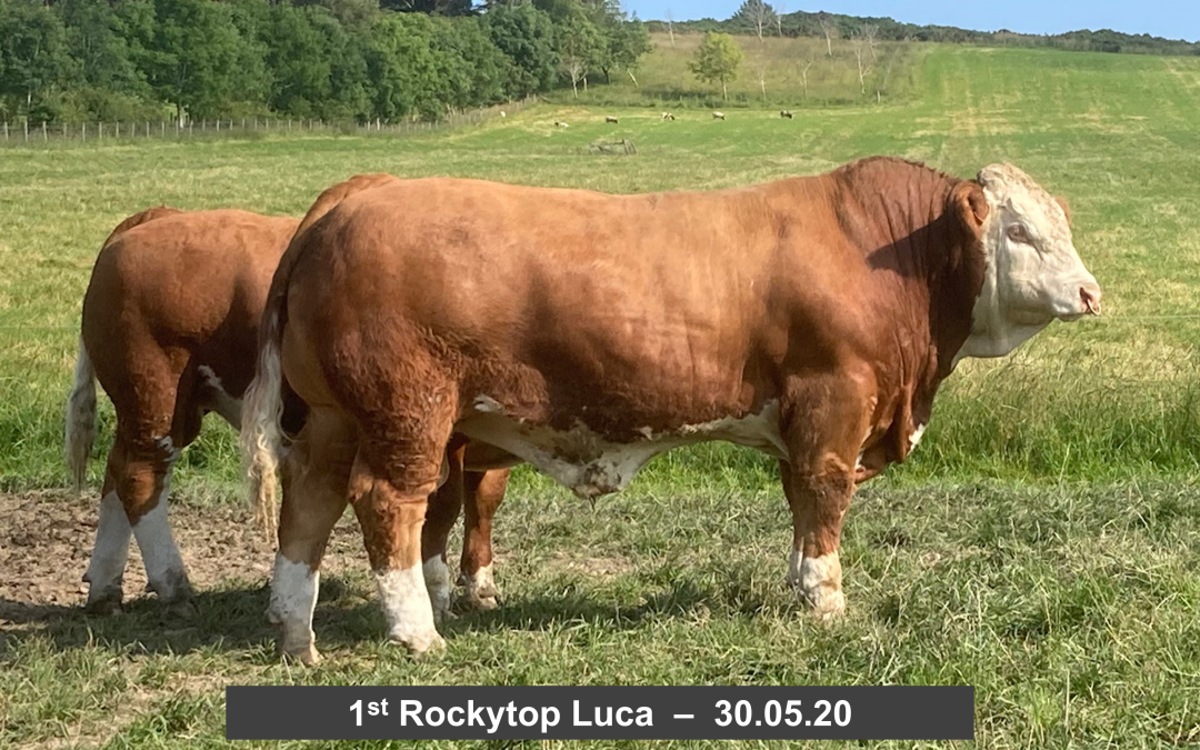 ROCKYTOP ‘HARD TO STOP’ IN CLASS SEVEN OF THE 2021 SIMMENTAL VIRTUAL SHOW