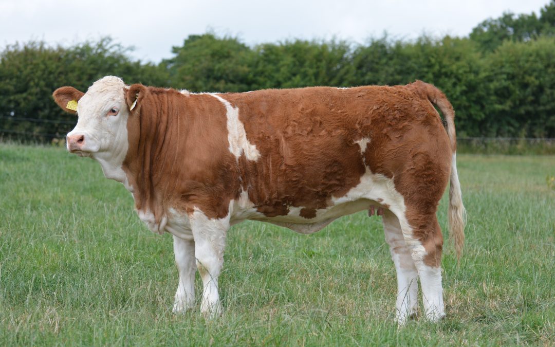 6000GNS KILBRIDE FARM EUNICE 314L (P) LEADS STRONG EXPORT TRADE AT KILBRIDE FARM PREMIER SIMMENTAL HEIFER SALE