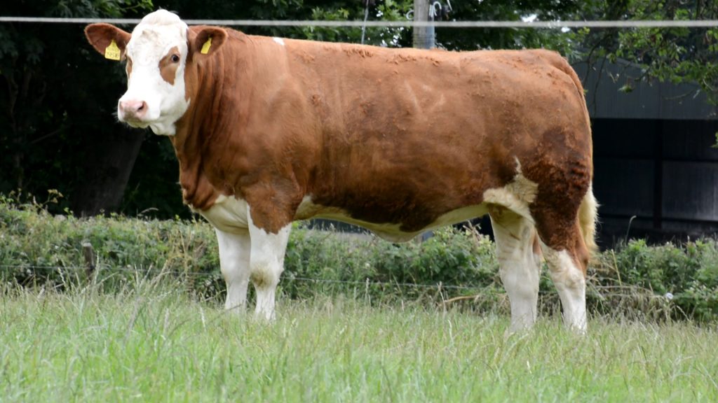 6000GNS KILBRIDE FARM EUNICE 314L (P) LEADS STRONG EXPORT TRADE AT