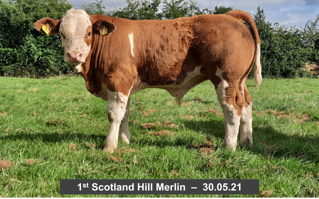MERLIN ‘WEAVES HIS MAGIC’ FOR SCOTLAND HILL HERD IN YOUNG SIMMENTAL BULL CLASS!