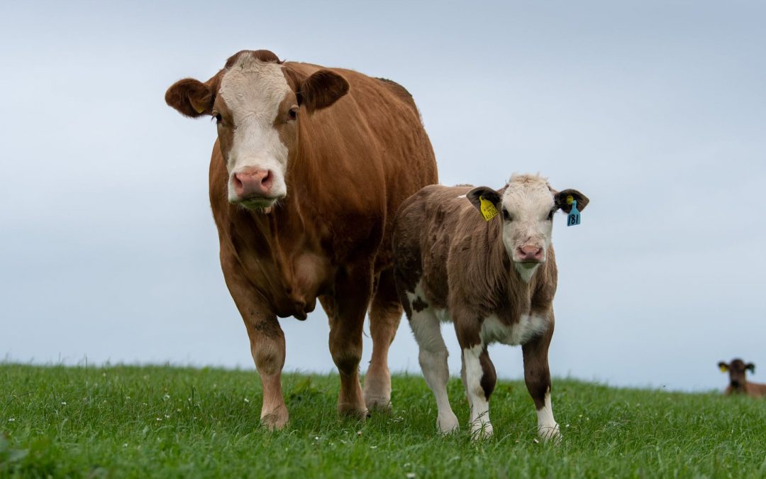 THIS WEEK’S MARKET BRIEFS SEE SIMMENTAL CATTLE TOPPING COMMERCIAL SALES AT SEDGEMOOR; THAINSTONE; HEXHAM; HUNTLY; STIRLING; DUNGANNON; HOLSWORTHY; DUMFRIES; EXETER; MILNTHORPE; FROME; & RUGBY