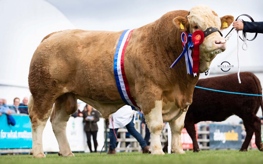 JAMES MCKANE WINS SIMMENTAL CHAMPIONSHIP AT 2021 BALMORAL SHOWWITH HILTONSTOWN INDIANA