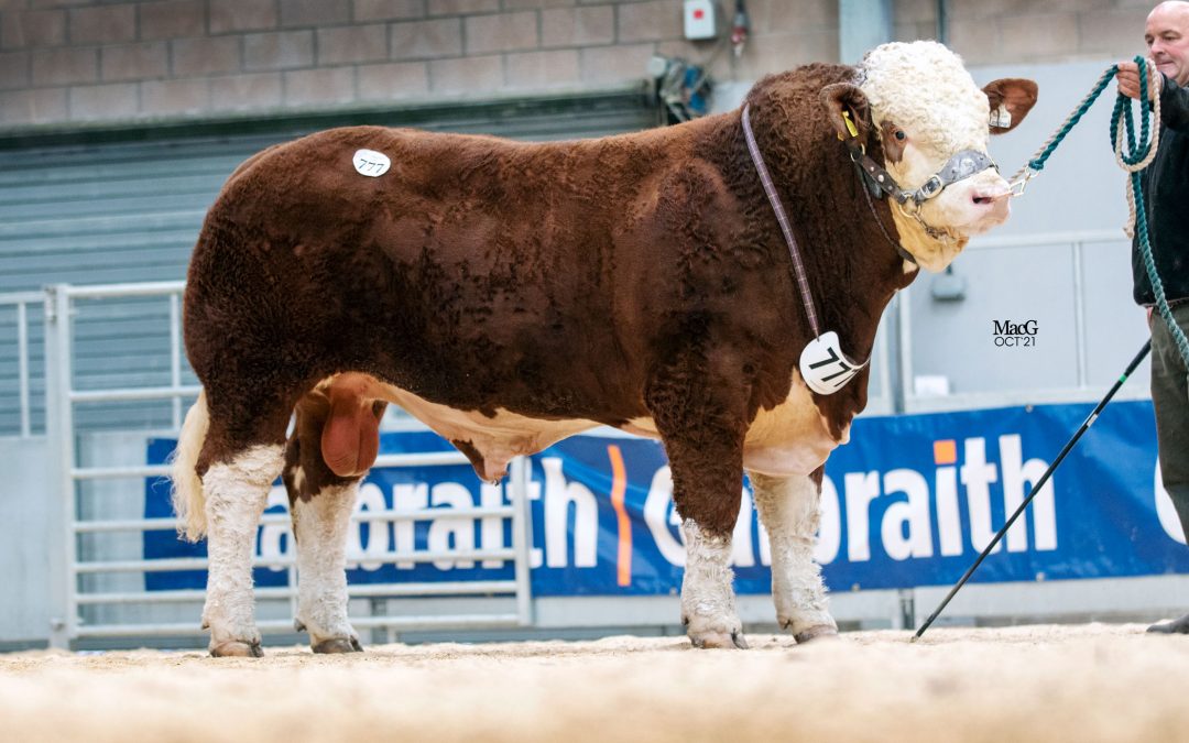 18,000GNS AUCHORACHAN LANDMARK TOPS THE TRADE AT STIRLING SIMMENTAL BULL SALE