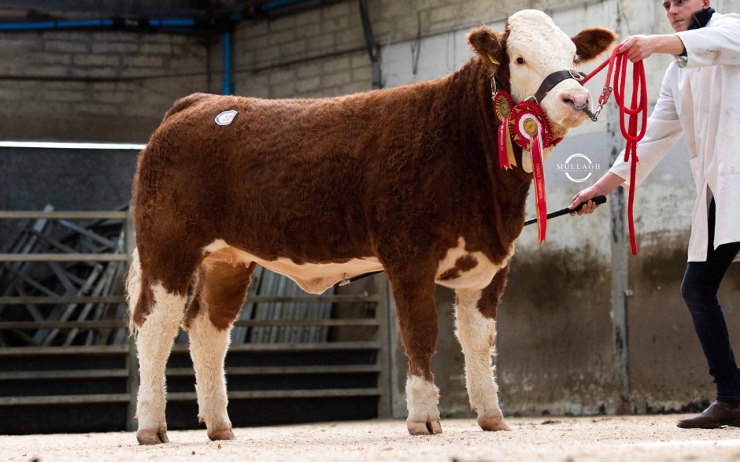 5400GNS RANFURLY HEIFER LEADS ‘SIMMENTAL SPECTACULAR’ SALE AT DUNGANNON