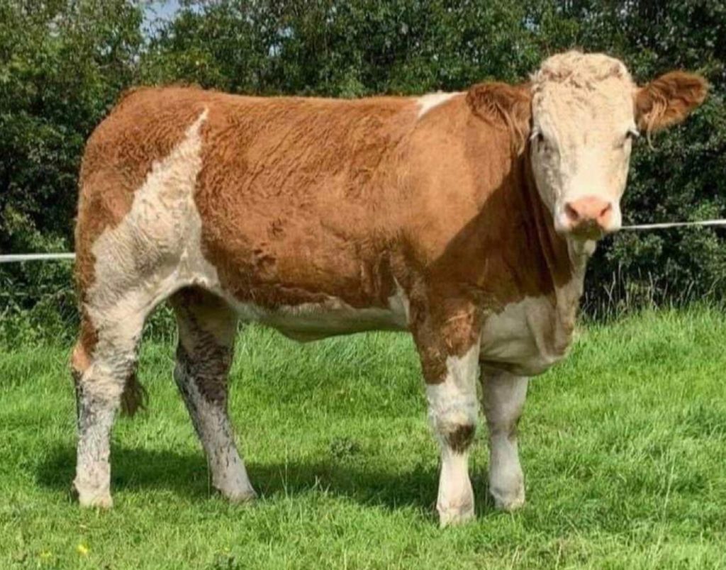 DENIZES SIMMENTAL EMBRYOS EXPORTED TO USA - British Simmental Cattle ...