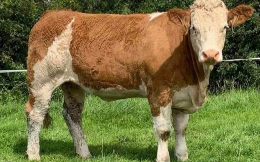 DENIZES SIMMENTAL EMBRYOS EXPORTED TO USA