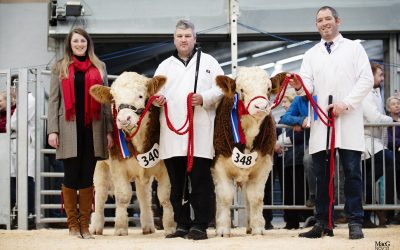 STRONG SHOW OF SIMMENTALS ‘SHINE BRIGHTLY’ AT STARS OF THE FUTURE