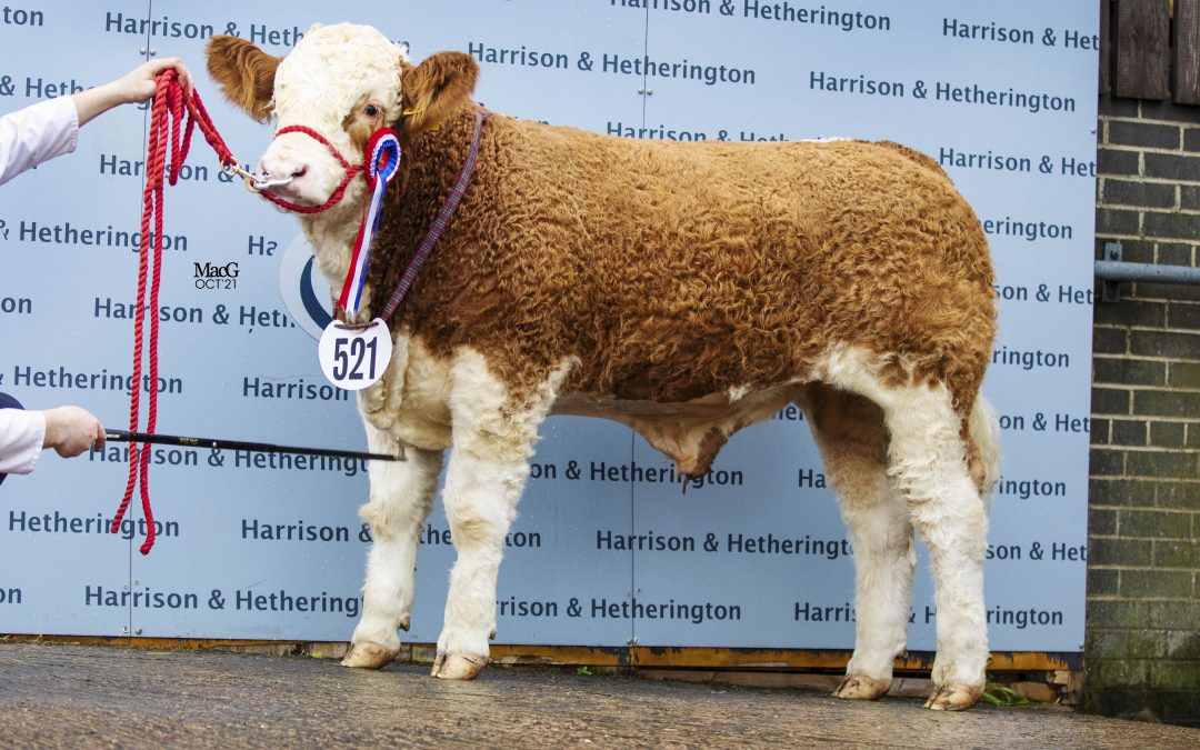 SPRINGFIELD IN ‘MAJOR’ WIN AT BORDERWAY AGRI EXPO SIMMENTAL CALF SHOW