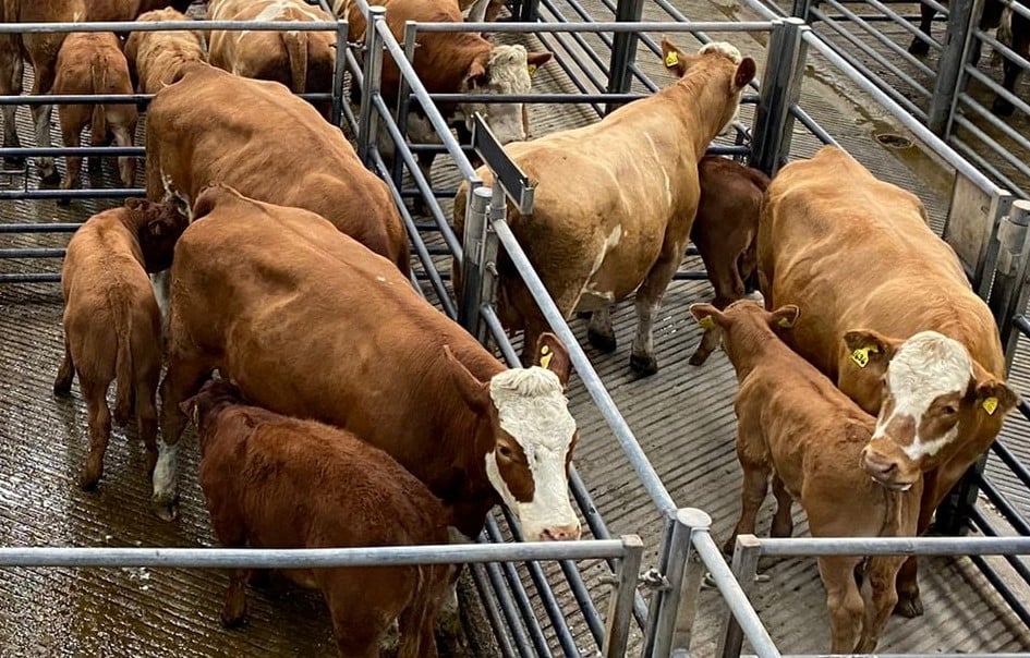 SIMMENTALS TOPPING COMMERCIAL SALES AT DINGWALL, PENRITH, MARKET DRAYTON, SEDGEMOOR, ABERDEEN, EXETER, HUNTLY, STIRLING, HOLSWORTHY, MALTON, TRURO, DUMFRIES, FROME, HALLWORTHY, CARLISLE, MALTON, OSWESTRY, & NEWTON STEWART