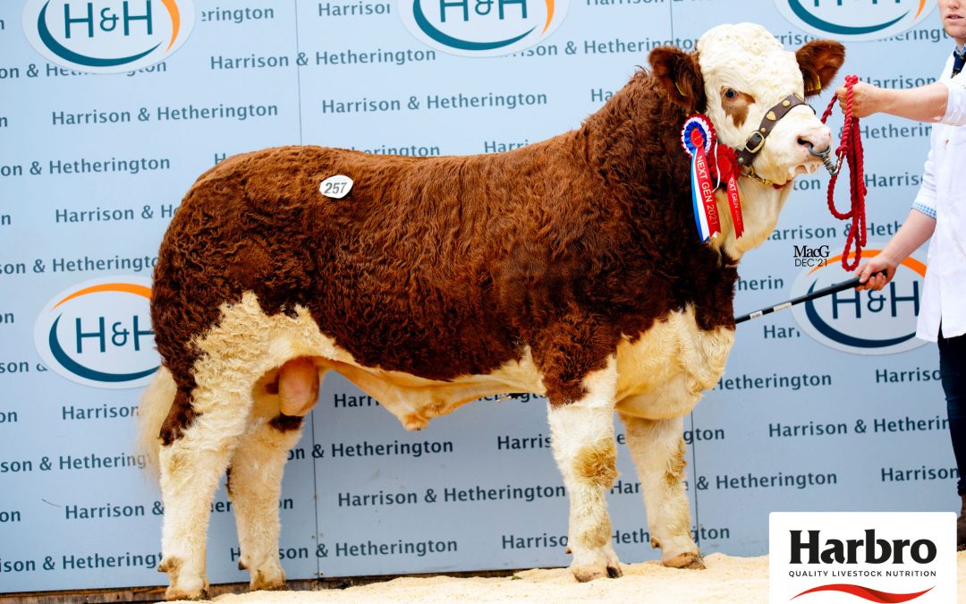 16,000GNS OMORGA BULL CALF TOPS THE SIMMENTAL NEXT GENERATION SALE AT CARLISLE