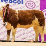 AUCHORACHAN ENTRIES HIT A ‘DOUBLE TOP’ AT NEW LIVESCOT PEDIGREE CALF SHOW