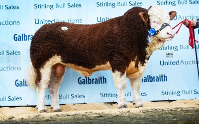 30,000GNS DENIZES LANCELOT LEADS RECORD BREAKING SIMMENTAL SALE AT STIRLING