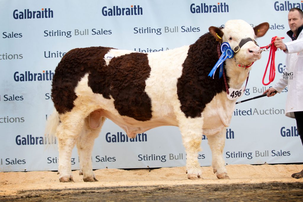 30,000GNS DENIZES LANCELOT LEADS RECORD BREAKING SIMMENTAL SALE AT ...