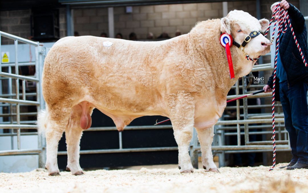 CADE MAVERICK SELLS FOR 5200GNS AT MELTON MOWBRAY