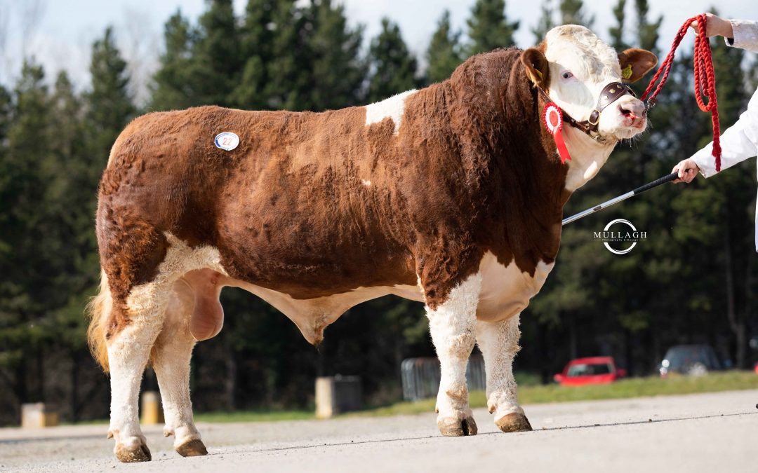 LISGLASS BULL SELLS TO 3,500GNS AT DUNGANNON SIMMENTAL SALE