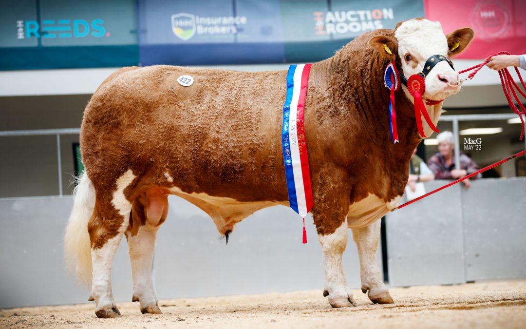 CHESTERMANN BULLS AT 6200GNS AND 6000GNS, TAKE THE TOP PRICES AT CARLISLE SIMMENTAL MAY SALE