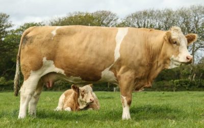 BOSAHAN JADE MAGIC BABY AND BOSHAN MERLIN SELL FOR 7000GNS TO SET EXETER LIVESTOCK MARKET RECORD PRICE AT BOSHAN SIMMENTAL HERD REDUCTION SALE