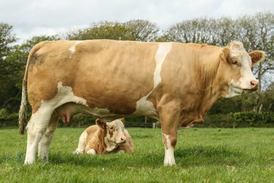 BOSAHAN JADE MAGIC BABY AND BOSHAN MERLIN SELL FOR 7000GNS TO SET EXETER LIVESTOCK MARKET RECORD PRICE AT BOSHAN SIMMENTAL HERD REDUCTION SALE