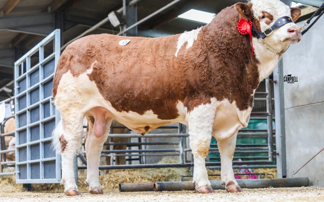 5500GNS GRANGEWOOD LUCAS TOPS WORCESTER SIMMENTAL SALE