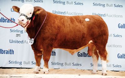 8800GNS ISLAVALE LUXOR LEADS NEW RECORD STIRLING SIMMENTAL MAY SALE AVERAGE