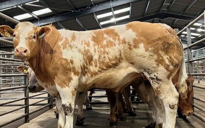 FUTURE FIT SIMMENTALS ‘GETTING THE JOB DONE’ AND TOPPING MARKETS AROUND THE UK AND AT GISBURN; ABERDEEN; HEXHAM; FROME; LANCASTER; HALLWORTHY; CARLISLE; DUNGANNON; MARKET DRAYTON; STIRLING; SKIPTON; SELBY; MELTON MOWBRAY; LONGTOWN; LANARK; DALMALLY; TRURO; & DINGWALL