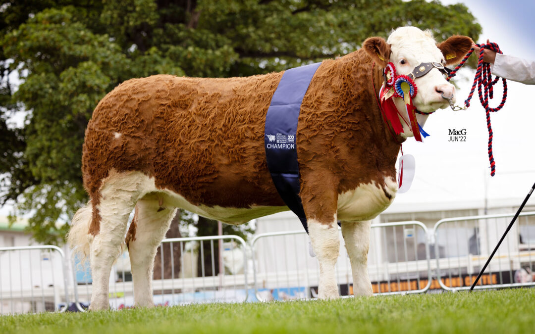BACKMUIR WINS 2022 ROYAL HIGHLAND SIMMENTAL SUPREME WITH ISLAVALE LULLABY