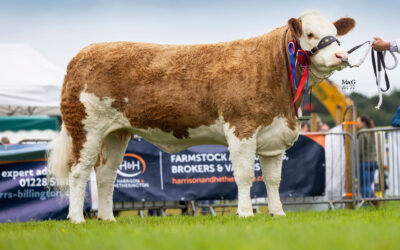 POPES PRINCESS LUMI WINS THE 2022 ENGLISH NATIONAL AS SIMMENTALS ‘LIGHT UP’ THE ROYAL LANCASHIRE SHOW
