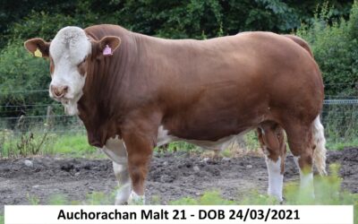 AUCHORACHAN MALT IS SINGLED OUT AS THE WINNER OF CLASS THREE OF THE 2022 BRITISH SIMMENTAL VIRTUAL SHOW