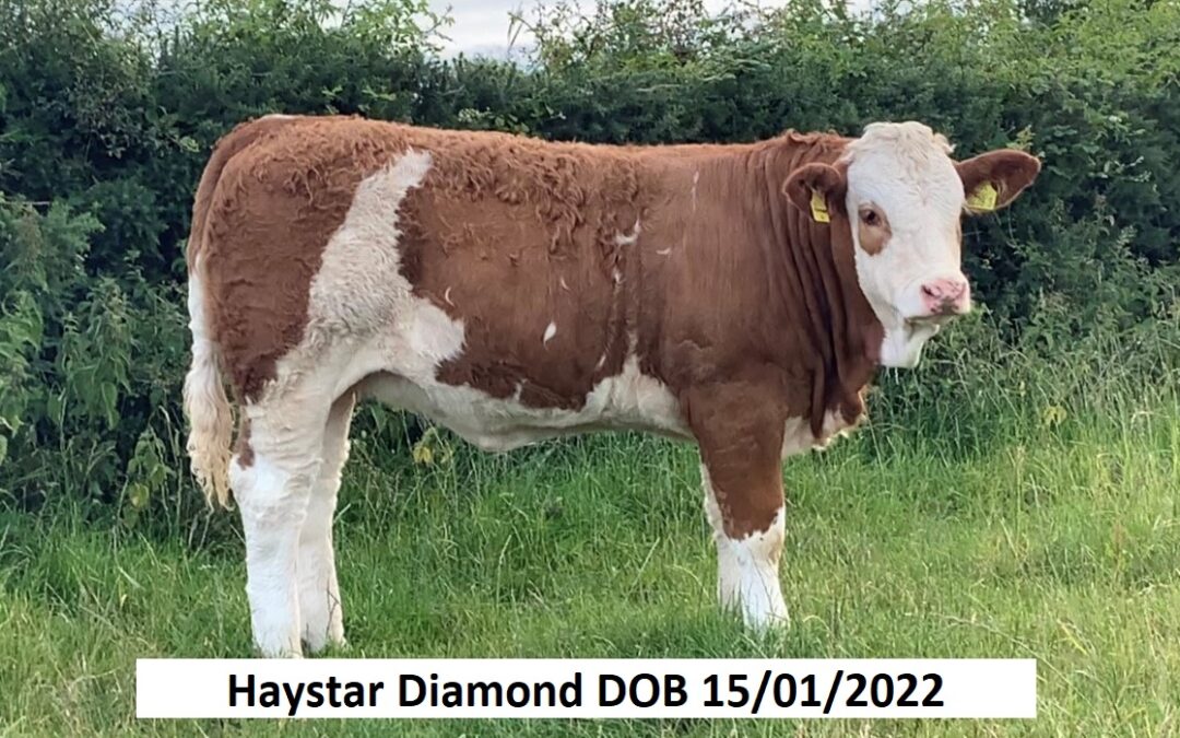 HAYSTAR SHINES BRIGHT LIKE A ‘DIAMOND’ IN WINNING CLASS TWO OF THE 2022 SIMMENTAL VIRTUAL SHOW