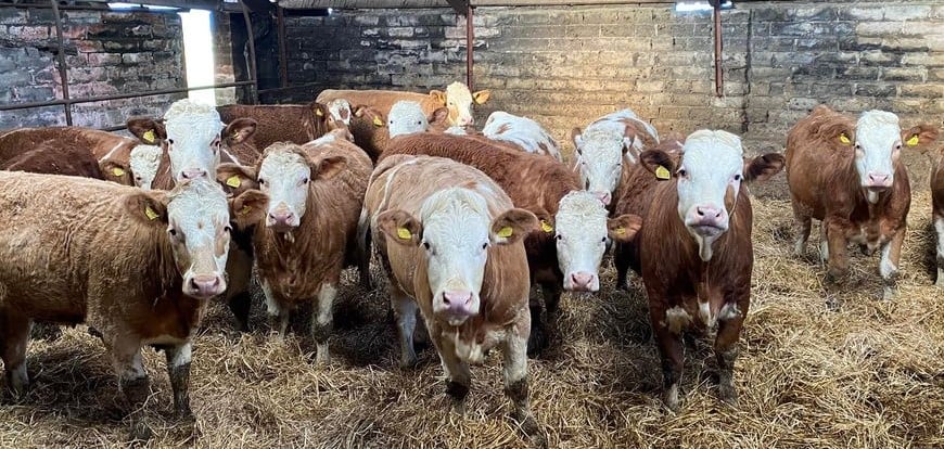 SIMMENTALS ‘DOING THE BUSINESS’ AT COMMERCIAL MARKETS AROUND THE UK AND INCLUDING: SELBY; HUNTLY; HALLWORTHY; STIRLING; SKIPTON; RUGBY; HEXHAM; LANCASTER; THAINSTONE; DINGWALL; FROME; CARLISLE; MALTON; MARKET DRAYTON; EXETER; & PENRITH