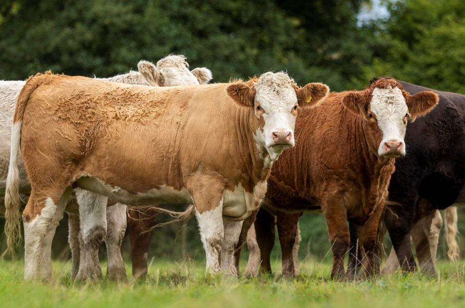 ALL-ROUND BEEF AND MATERNAL QUALITIES SEES SIMMENTAL TOPPING COMMERCIAL SALES AT ABERDEEN; HALLWORTHY; STIRLING; CARLISLE; DUNGANNON; GAERWEN; BENTHAM; FORFAR; QUOYBRAE; RUGBY; HUNTLY; SEDGEMOOR; FROME; EXETER; LANARK; MARKET DRAYTON; TRURO; & LANCASTER.