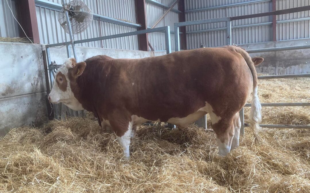 ROCKYTOP SIMMENTAL BULL SELLS TO £4000 AT DINGWALL