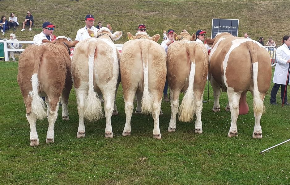 SIMMENTALS TAKE TEAM OF FIVE INTERBREED RESERVE AT ROYAL CORNWALL!