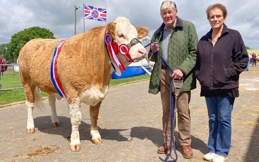 FIRCOVERT SIMMENTALS IN INTERBREED WINNING FORM AT SOUTH OF ENGLAND SHOW