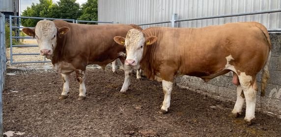 MIXBURY HALL SIMMENTAL PRIME BULLS AT £2125 TOP RUGBY FARMERS MARKET