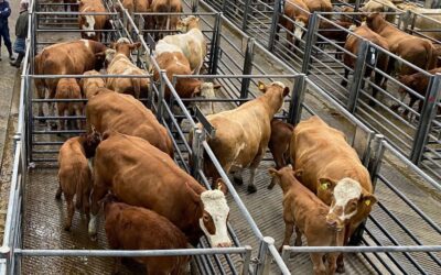 LATEST MARKET BRIEFS SEES SIMMENTALS TOPPING COMMERCIAL SALES AROUND THE UK AND AT CARLISLE; DUNGANNON; DINGWALL; LANARK; STIRLING; FROME; ABERDEEN; HALLWORTHY; OSWESTRY; DARLINGTON; HEXHAM; LANCASTER; TRURO; AYR; EXETER; PRESTON; AND HUNTLY