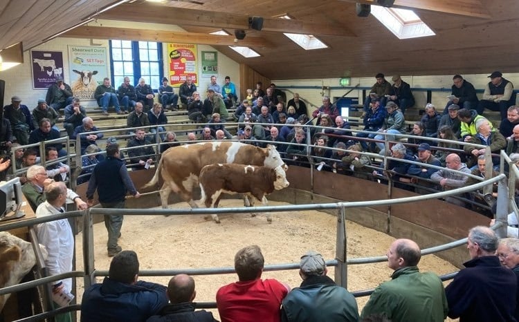 BLACKPOOL SIMMENTALS SELL TO £5000