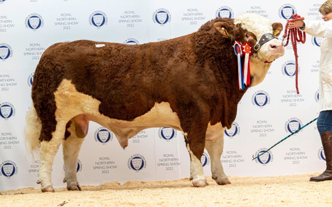 8000GNS ISLAVALE LOKI LEADS ABERDEEN SIMMENTAL SPRING SALE