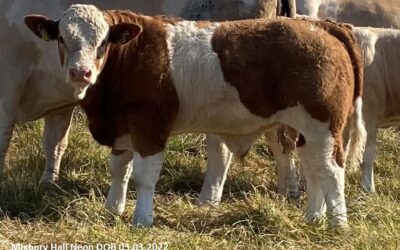 NEON LIGHTS UP CLASS ONE OF THE 2022 BRITISH SIMMENTAL VIRTUAL SHOW