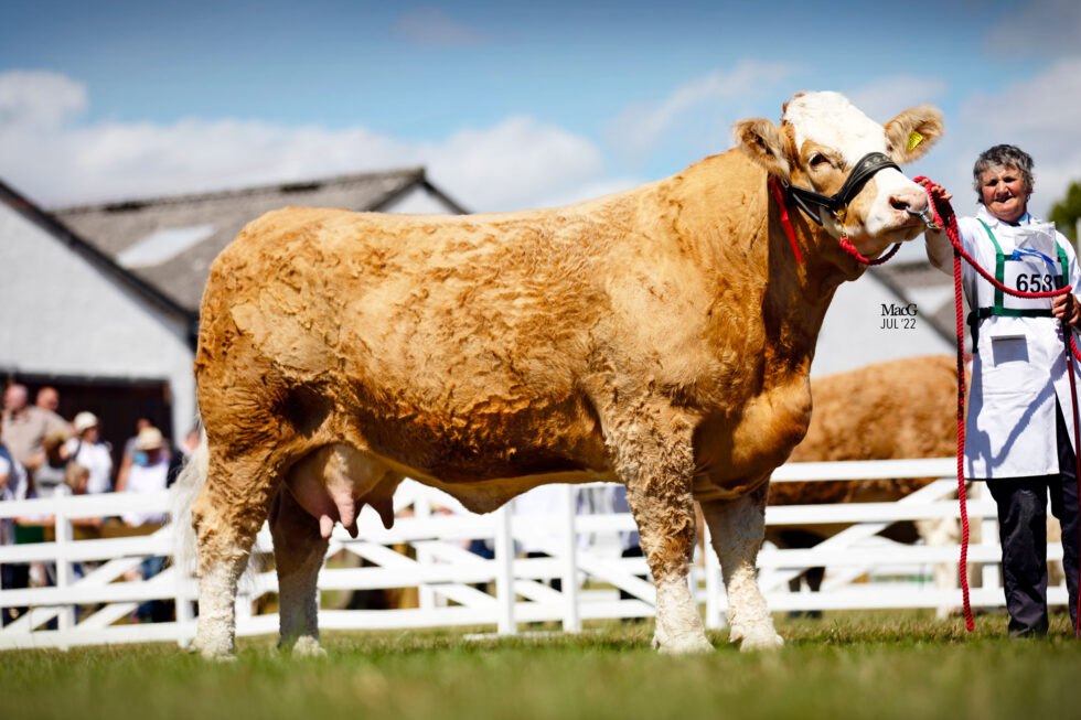 2022 Great Yorkshire Shows Archives - British Simmental Cattle Society