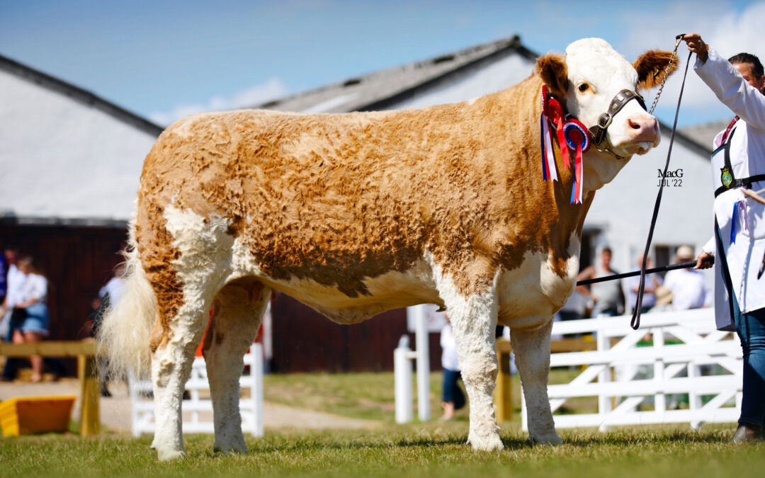 PRINCESS LUMI IS CROWNED CHAMPION AT THE GREAT YORKSHIRE SHOW