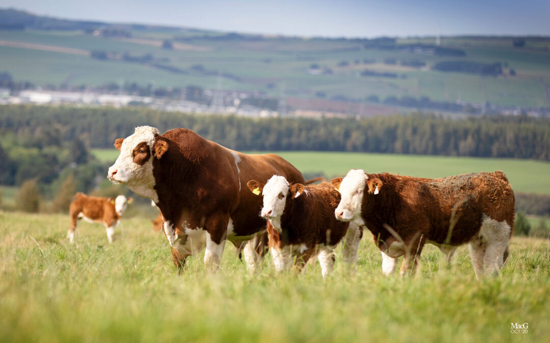 BRITISH SIMMENTAL PEDIGREE REGISTRATIONS & NOTIFICATIONS SURGE TO AN INCREASE OF 15% ON THE YEAR