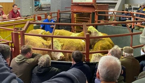 LATEST MARKET BRIEFS SEES ALL-ROUND SIMMENTAL CATTLE CONTINUING TO TOP COMMERCIAL MARKETS AT: THAME; ABERDEEN; RUGBY; DUMFRIES; FROME; MARKET DRAYTON;  DINGWALL; THIRSK; LANARK; EXETER; GISBURN; LANCASTER; STIRLING; SHREWSBURY; NEWTON STEWART; & HOLMFIRTH.