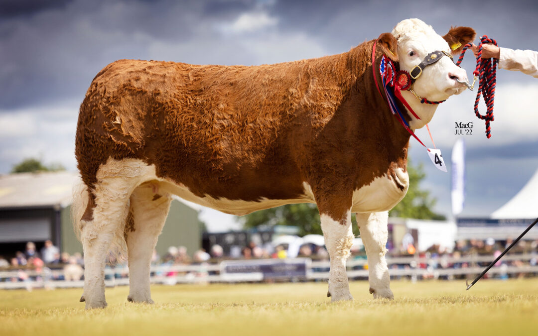 ISLAVALE LULLABY ‘ROCKS’ TO SCOTTISH SIMMENTAL NATIONAL SHOW CHAMPIONSHIP FOR THE BACKMUIR HERD AND LIFTS THE OVERALL INTERBREED SUPREME AT THE BLACK ISLE