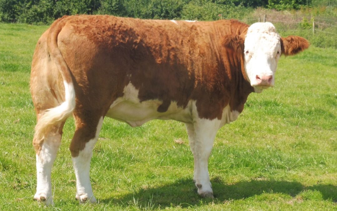 KILLIWORGIE MIRANDAS LOTTI IS CROWNED THE SUPREME CHAMPION OF THE 2022 SIMMENTAL ‘VIRTUAL’ SHOW